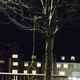 Image for article titled Noose Found Hanging from Tree on Duke University Campus